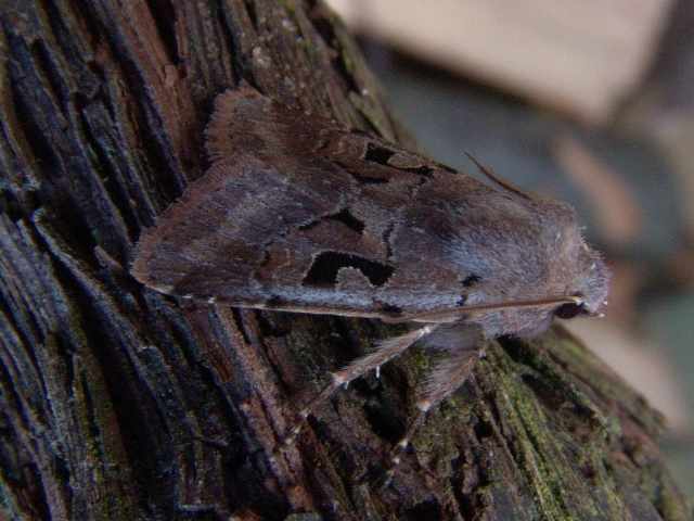 Orthosia gothica, de Nunvlinder, een algemene soort in de meest uiteenlopende biotopen; waardplanten loofbomen en diverse kruiden.